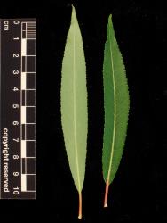 Salix eriocephala × S. petiolaris. Pair of leaves showing lower (left) and upper surfaces.
 Image: D. Glenny © Landcare Research 2020 CC BY 4.0